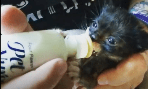 Three-Week-Old Kitten That Is Three Times Smaller Than Average Is A Fighter