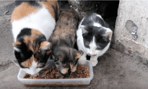 Tiny Homeless Kittens Emerge Looking For Food And Find Friendly Passerby Who Feeds Them