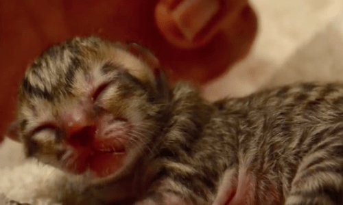 Tiny Kitten Found Sprawled On A Road Only A Day Old Held A Surprise