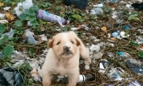 With No Mom In Sight, A Puppy Cried For Help In A Garbage Pile And Found Forever Home