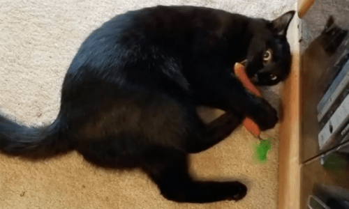 Woman Who Loves Rescuing Cats In Need Finds A Tiny Fur Ball Crying In Her Backyard