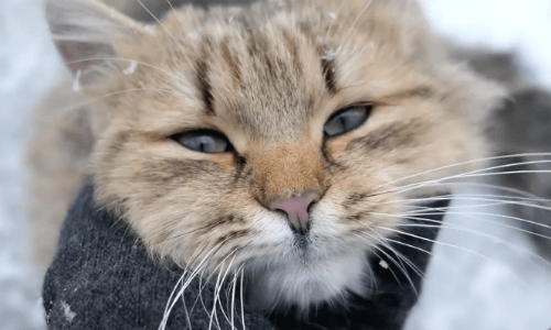 A Wild Cat Enjoys Being Pet And Played With During Cold Winter Months