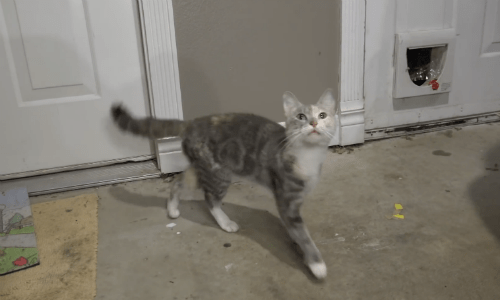 After Welcoming A Stray Cat Inside, A Family Shares What It’s Like With The Cat