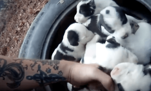 Animal Control Officer Rescues Pit Bull But The Dog Isn’t Alone