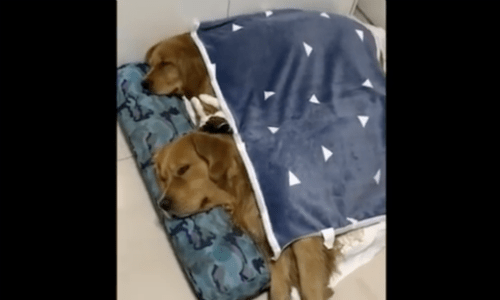 Cat And Golden Retrievers Enjoy Sleeping Together And Get Along So Well