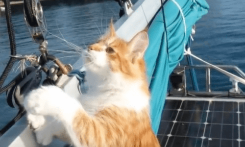 Cat Offers Assistance To Deaf Sailor By Being His Ears Out At Sea