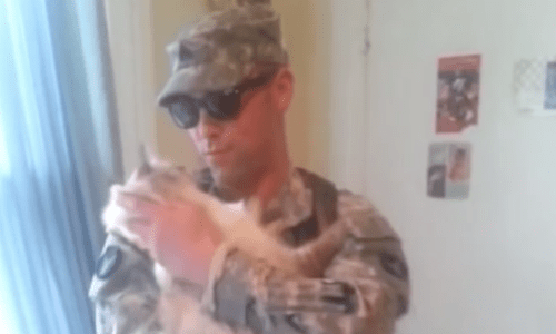 Cat Reactions To The Return Of Their Owners After Military Deployment Is Touching