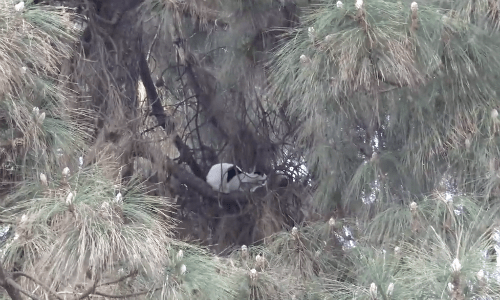 Cat Trapped In Super Tall Tree For Three Days Gets Harrowing Rescue