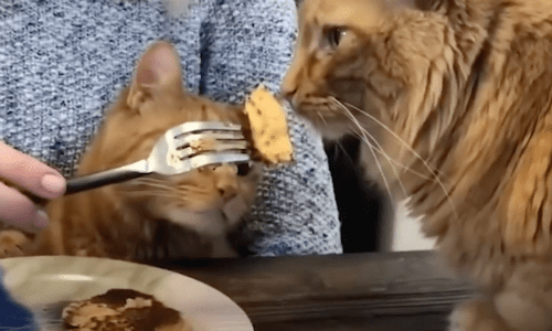 Cat With Special Needs Proves How Unique He Is By Smelling All Foods