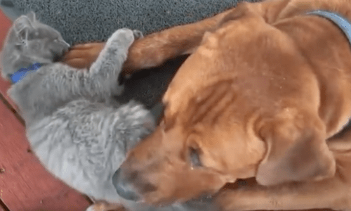 Cats And Dogs Show How Unique And Funny Their Relationships Can Be