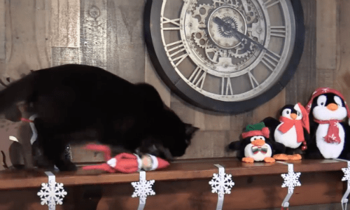 Cats Get Into Mischief During The Holidays and Receive Some Cute Cat Shaming