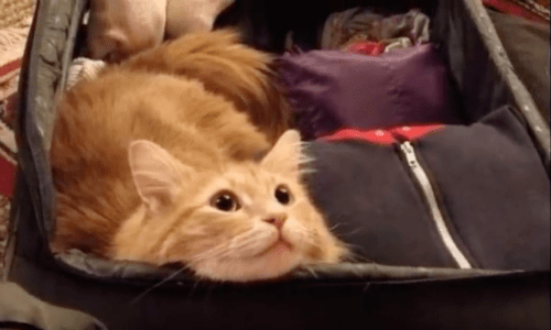 Cats Give You So Many Reasons To Love Them Including Some Pretty Funny Moments