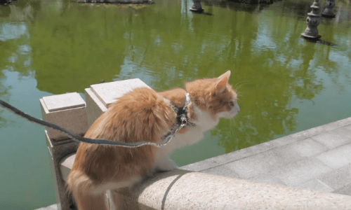 Cats Out For A Walk Are Really Cute And Adventurous As They Explore