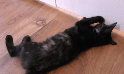 Cats Playing Together Under A Closed Door Shows How Social And Playful Cats Are