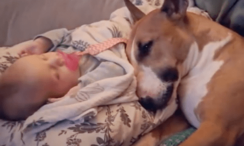 Dog Loves Human Family And Snuggles With Their Shoes When They Aren’t Home