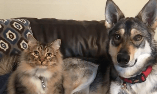 Dog Picks A Cat From A Shelter To Be His New Companion And The Two Become Best Friends