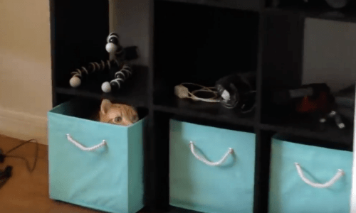 During A Move These Cats Find Creative Ways To Hide Among The Boxes