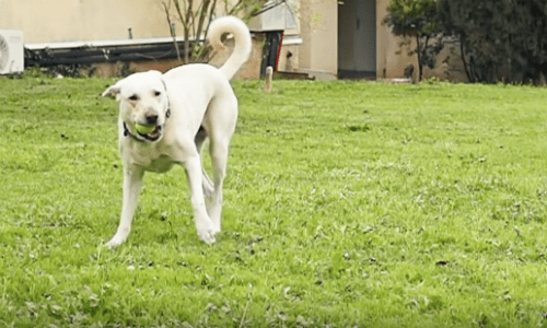 Gumby The Dog Becomes Permanent Resident At Shelter After Escaping Many Owners