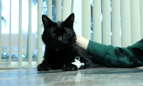 High Temperature Sends Cat To The Vet But He Makes A Great Recovery