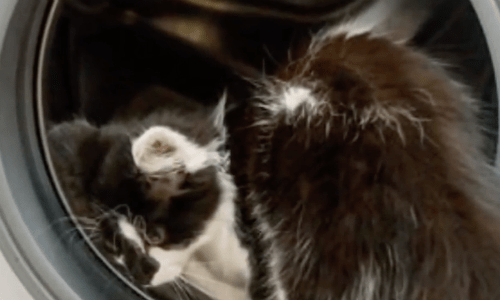 Kitten Sneaks Into Laundry Basket And Gets Mistakenly Put In The Washing Machine