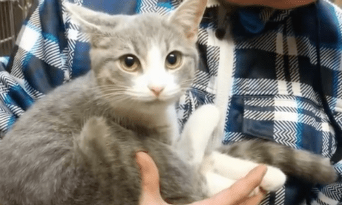 Kitty Chooses Owner When He Visits Shelter And Won’t Let Him Go Until He Adopts Her