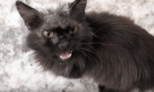 Listen To The Precious Meows Of This Cat Seeking Food From A Stranger