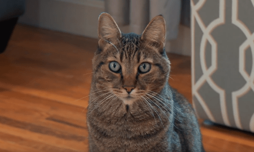 Man Tests Cat To See What Silly Names He Will Respond To