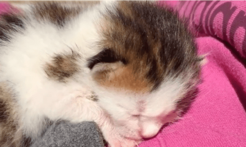 Newborn Kitten Found In Dumpster Gets A Second Chance And A Loving Home