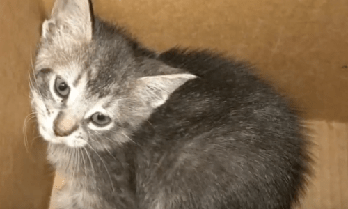 Night Shift Police Officer Rescues Kitten Aimlessly Wandering Near A Local Road