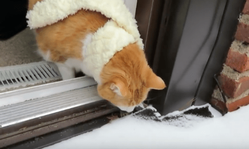 Nothing Is Cuter Than Watching A Cat Wearing A Scarf Play In The Snow