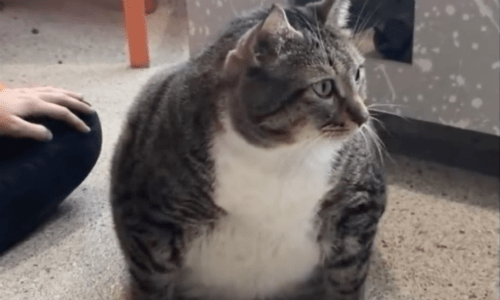 Overweight Cat Named Doughnut Gets Some Help In Reaching A Healthier Lifestyle