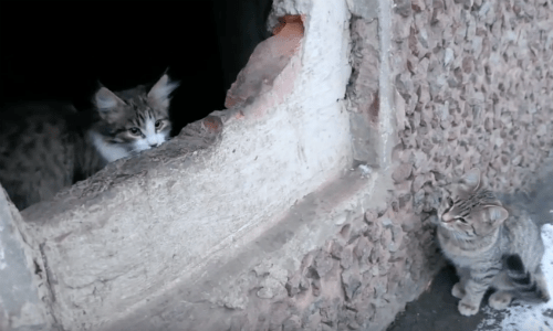 Scared Cats Come Out For Care And Attention During Cold Winter Months