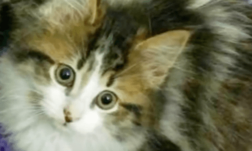 This Tiny Adorable Kitten Was Rescued From A Rabbit Hole And It’s An Amazing Rescue Story