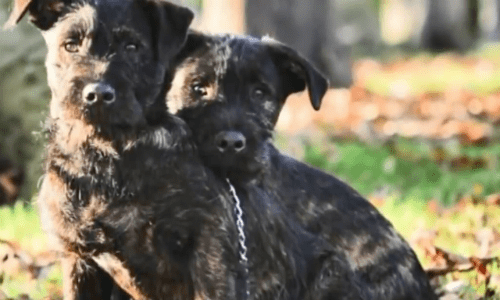 Unlike Dog Breeds Of Terrier And Rottweiler Welcome The Cutest Puppies You Can Imagine