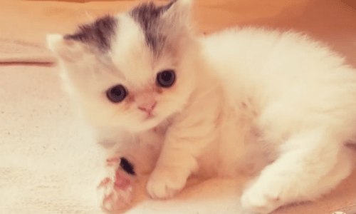 Watching A Four-Week-Old Kitten Play Will Make Your Day And Warm Your Heart