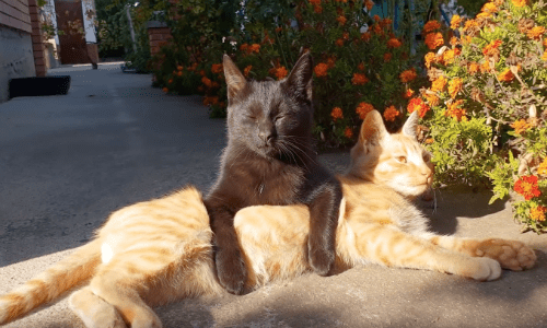 We Could All Use A Massage From This Loving Cat Who Shows Its Love