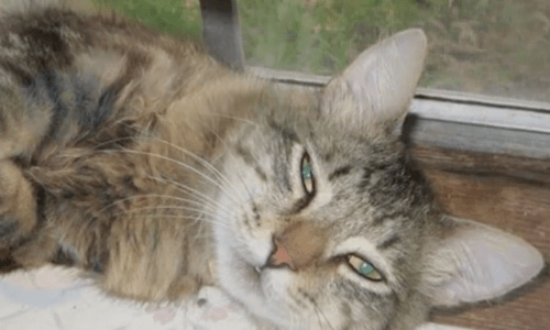 Woman Feeds Cat For A Month Until Finally Taking Him To A Shelter To Find A Proper Home