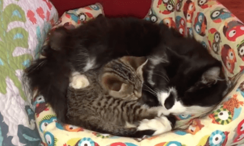 You Won’t Believe How Sweet This Cat Is To Its New Kitten Friend