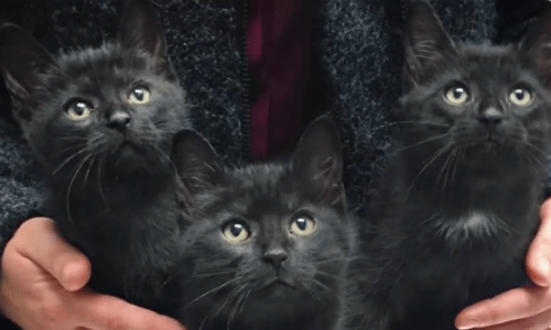 A Man Rescued Defenseless Kittens From An Industrial Plant In A Heartwarming Fashion