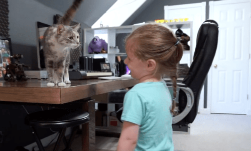 After Rescuing A Stray Cat, Family Evaluates To See If She’s Family Friendly