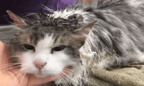 After Tragically Being Buried In The Snow Alive, This Cat Makes A Miraculous Recovery