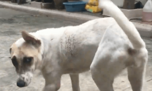 Battered And Sick Dog Finds Compassionate Rescuers To Help With Astounding Recovery