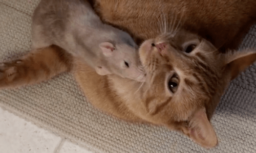 Cat And Rat Are Unlikely Best Friends That Adorable To Watch Play Together