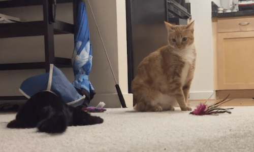 Cat Discovers That Her Overzealous Cat Brother Is Blind And Learns How To Sneak Away