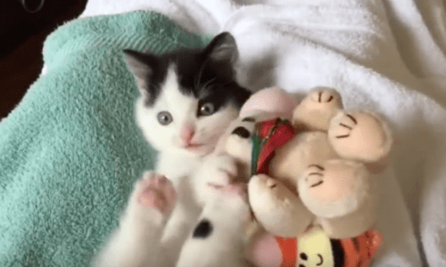 Cat Loves All The Stuffed Toys And Wants Them All To Himself