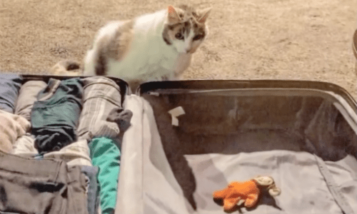 Cat Shows How Much It Cares For Owner By Packing Favorite Toy In Suitcase