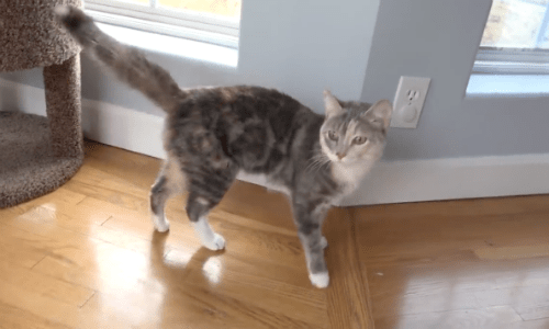 Cat That Family Rescued During Cold Winter Days Get To Roam House Freely