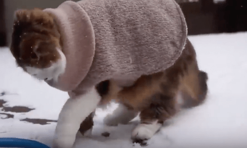 Cats Playing In The Snow Is The Cutest Thing You’ll See This Winter