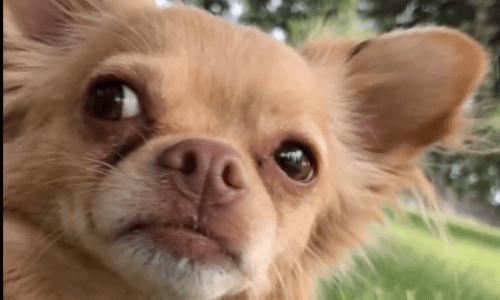 Dog Takes Over FaceTime Conversation And The Resulting Footage Is Absolutely Adorable