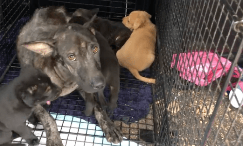 During Typhoon, Momma Dog Protects Her Puppies And Hides Out In Shed